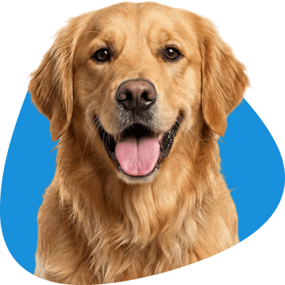 Pawdel Inc Website - About 3 Dog