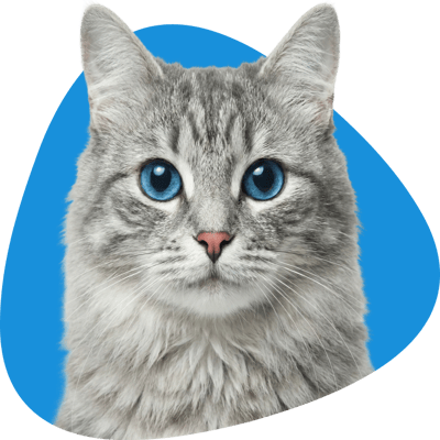 Pawdel Inc Website - About 4 Cat